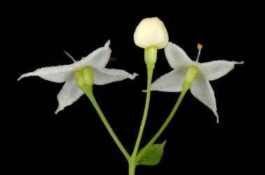 Orta boy Bedstraw (Galium intermedium). Çiçekler yakın plan