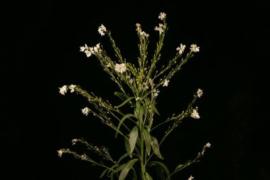 Yabanturpu (Armoracia rusticana). Enfeksiyon. Yakın çekim.