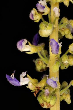 Boyalı Nettle (Plectranthus scutellarioides). Inflorescence Detay Kapatma