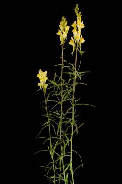 Toadflax (Linaria vulgaris). Alışkanlık