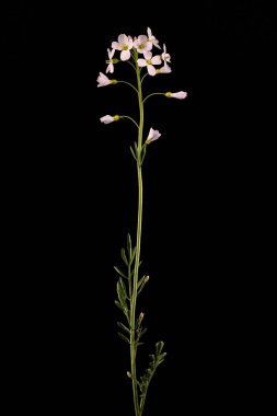 Karabuğday (Cardamine pratensis). Alışkanlık