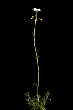 Tufted Saxifrage (Saxifraga cespitosa) Alışkanlık