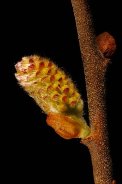 Gri Söğüt (Salix cinerea). Erkek Enfeksiyonu Yakın plan
