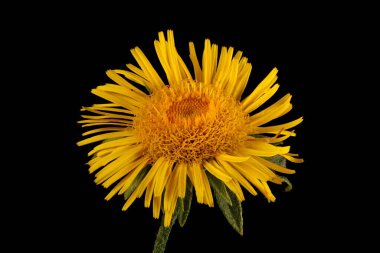 Meadow Fleabane (Inula britannica). Çiçekli Capitulum Kapanış