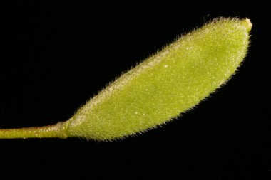Wood Whitlowgrass (Draba nemorosa). Genç Meyve Kapanışı