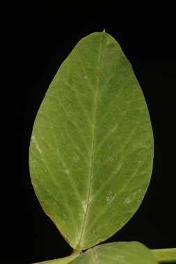 Bahçe Bezelyesi (Pisum sativum). Broşür Kapanışı