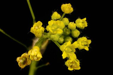 Wood Whitlowgrass (Draba nemorosa). Enfeksiyon. Yakın çekim.