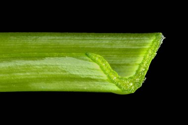 Primrose-Peerless (Narcissus x medioluteus). Yaprak Çapraz Bölümü Kapanışı