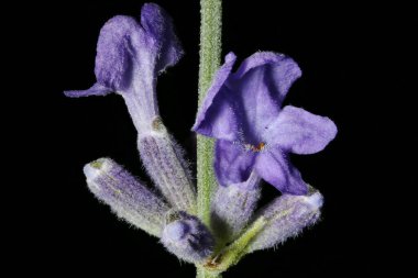 İngiliz Lavantalı (Lavandula angustifolia). Inflorescence Detay Kapatma