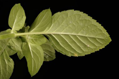 Naneli (Mentha aquatica). Yapraklar Kapalı