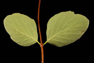 Snowberry (Symphoricarpos albus). Dal ve Yaprak Kapanışı