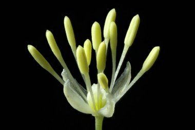 Ortak Meadow-Rue (Thalictrum flavum). Çiçek Kapanışı