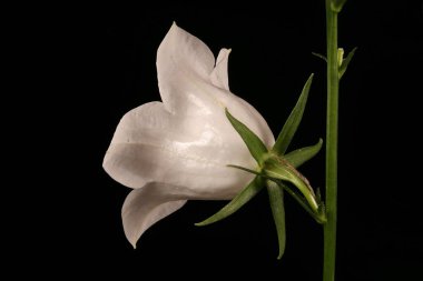 Şeftalili Çan Çiçeği (Campanula persicifolia). Çiçek Kapanışı