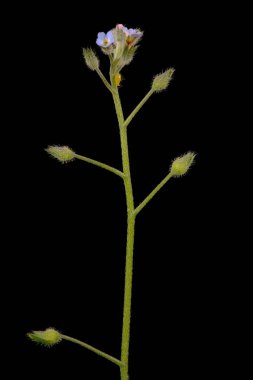 Field Forget-Me-Not (Myosotis arvensis). Enfeksiyon. Yakın çekim.