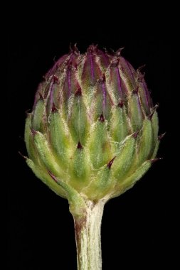 Sürünen devedikeni (Cirsium arvense). Genç Capitulum Kapanış