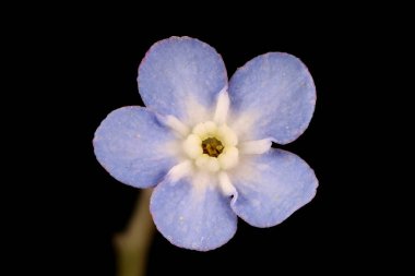 Wood Forget-Me-Not (Myosotis sylvatica). Çiçek Kapanışı