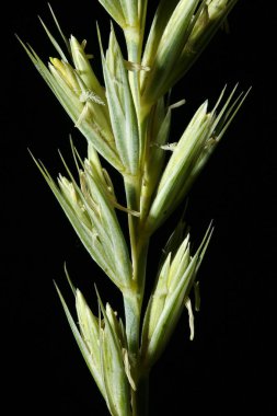 Mamut Wild Rye (Leymus racemosus). Inflorescence Detay Kapatma
