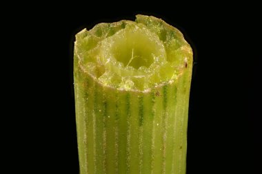 At kuyruğu (Equisetum arvense). Kök Çapraz Bölüm