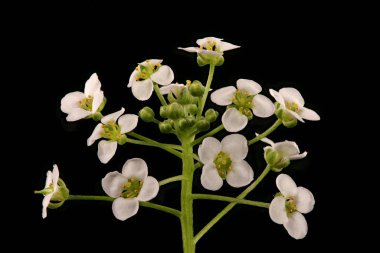 Tatlı Alison (Lobularia maritima). Enfeksiyon. Yakın çekim.