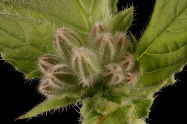 Borage (Borago officinalis). Genç Infloresans Yakın plan