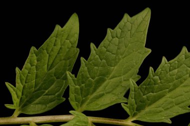 Valerian (Valeriana officinalis). Yaprak Ayrıntısı Kapatma