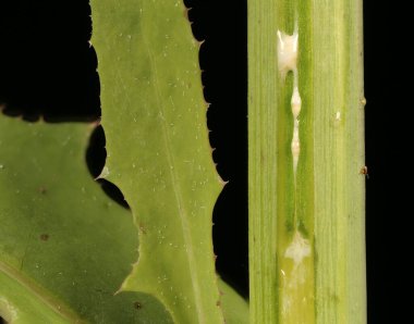 Perennial Sow-Thistle (Sonchus arvensis). Stem with Milk Sap Closeup clipart