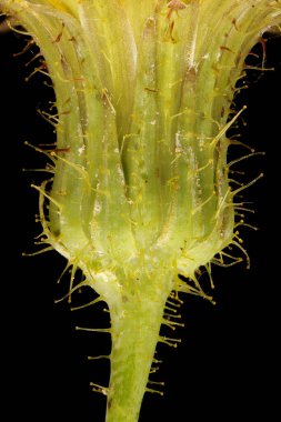 Perennial Sow-Thistle (Sonchus arvensis). Dahil Olarak Yakın Çekim