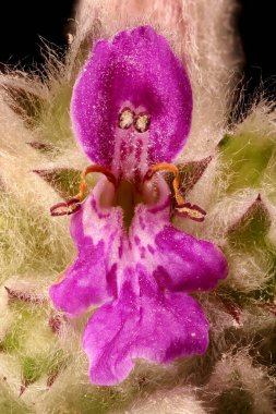 Lamb & apos; s-Ear (Stachys byzantina). Çiçek Kapanışı
