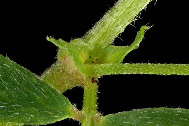 Siyah Medick (Medicago lupulina). Kapatma Koşulları