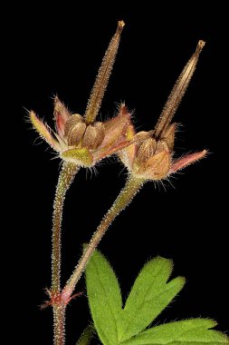Küçük çiçekli Crane & apos; s-Bill (Geranium pusillum). Olgun Meyve Kapanışı