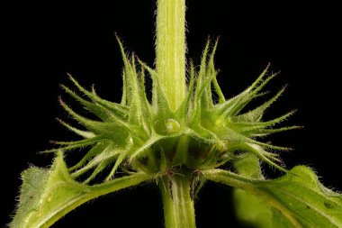 White Dead-Nettle (Lamium albümü). Verticillaster Yakın plan