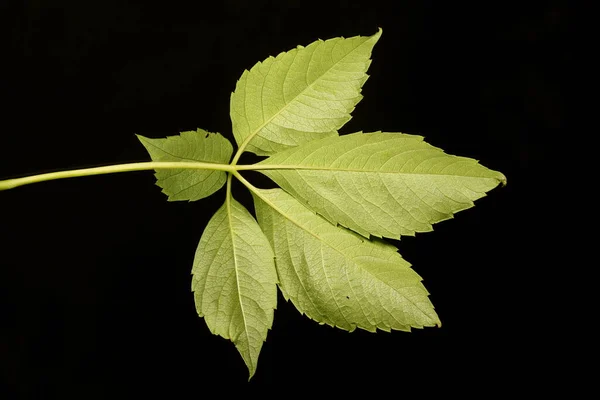 Espétula Creeper Parthenocissus Inserta Closeup Folha — Fotografia de Stock