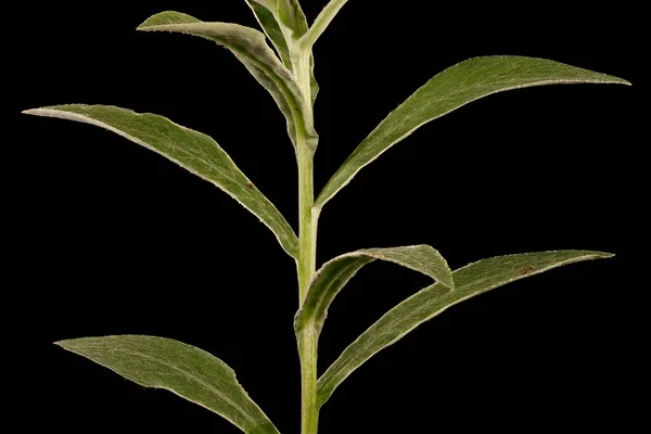Горная Кукуруза Centaurea Montana Стебель Листья Крупным Планом — стоковое фото