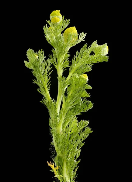 Pineapple Weed Matricaria Matricarioides — 스톡 사진