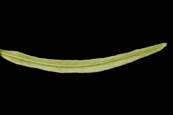 Kronärtskocka Campanula Persicifolia Bladnärbild — Stockfoto