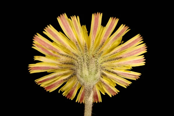 Mouse-Ear Hawkweed (Pilosella officinarum). Capitulum Kapanış