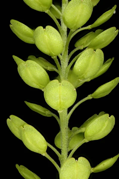 Yoğun çiçekli Pepperwort (Lepidium yoğunluğu). İnfructescence Detay Kapanış