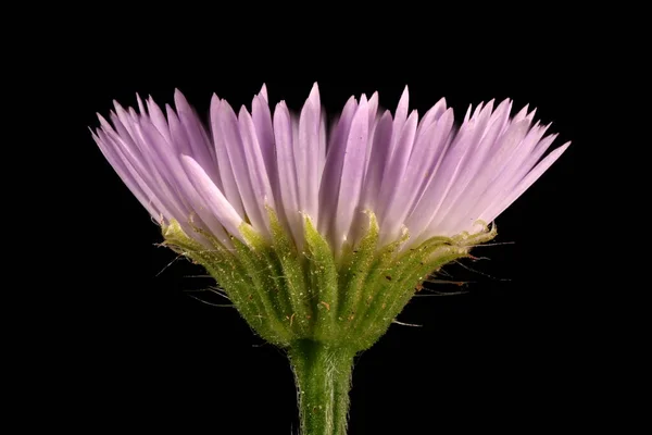 Uzun Fleabane Erigeron Annuus Capitulum Kapanış — Stok fotoğraf