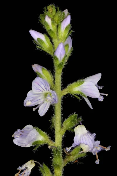 Heath Speedwell Veronica Officinalis Inflorescência Closeup — Fotografia de Stock