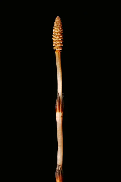 Field Horsetail Equisetum Arvense Fértil Tiro Closeup — Fotografia de Stock