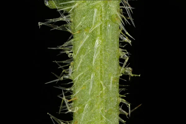 Yıllık Bugloss (Anchusa arvensis). Kök Yakın Çekim