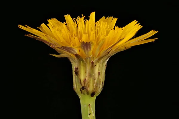 Kedi Kulağı Hypochaeris Radicata Çiçekli Capitulum Kapanış — Stok fotoğraf