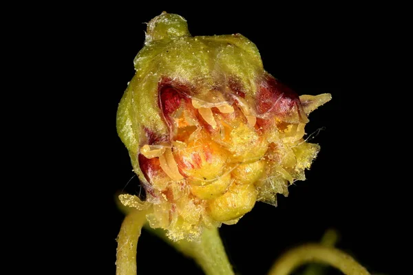 Таррагон Artemisia Dracunculus Capitulum Closeup — стокове фото