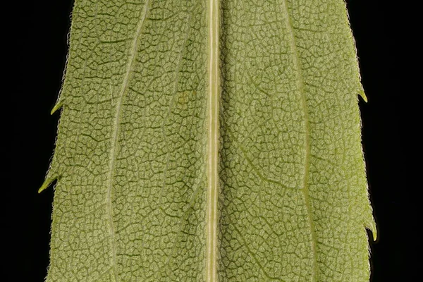 Early Goldenrod Solidago Gigantea Leaf Detail Closeup — Stock Photo, Image