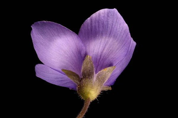 Jacob Apos Escada Polemonium Caeruleum Fecho Flor — Fotografia de Stock