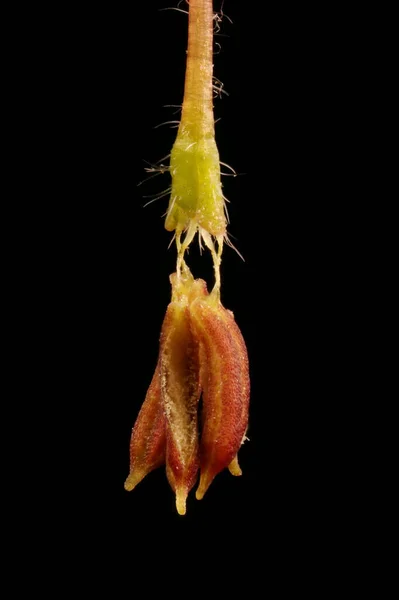 Ash Leaf Maple Acer Negundo Manlig Blomma Närbild — Stockfoto