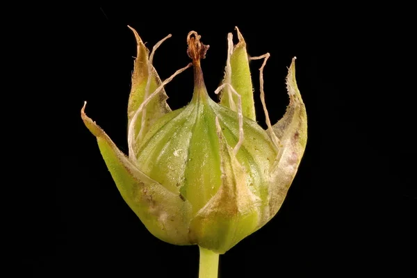 Багровый Лен Linum Florum Фруктовая Каша — стоковое фото