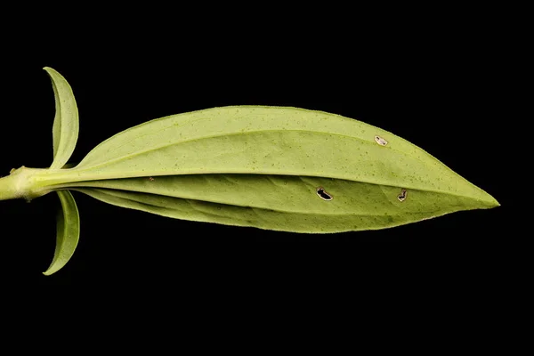 Soapwort Saponaria Officinalis Closeup Folha — Fotografia de Stock