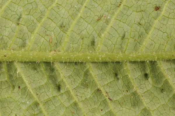 Wild Teasel (Dipsacus fullonum). Yaprak Ayrıntısı Kapatma