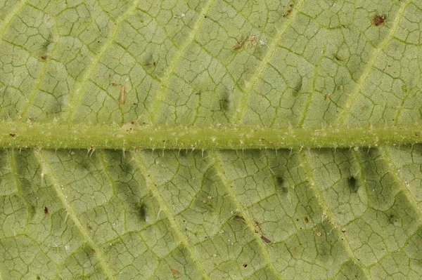 Wild Teasel Dipsacus Fullonum Leaf Detail Closeup — Stock Photo, Image